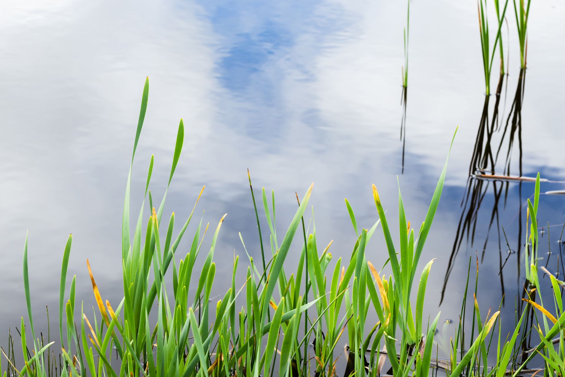 Green reeds growing in still water reflecting the sky